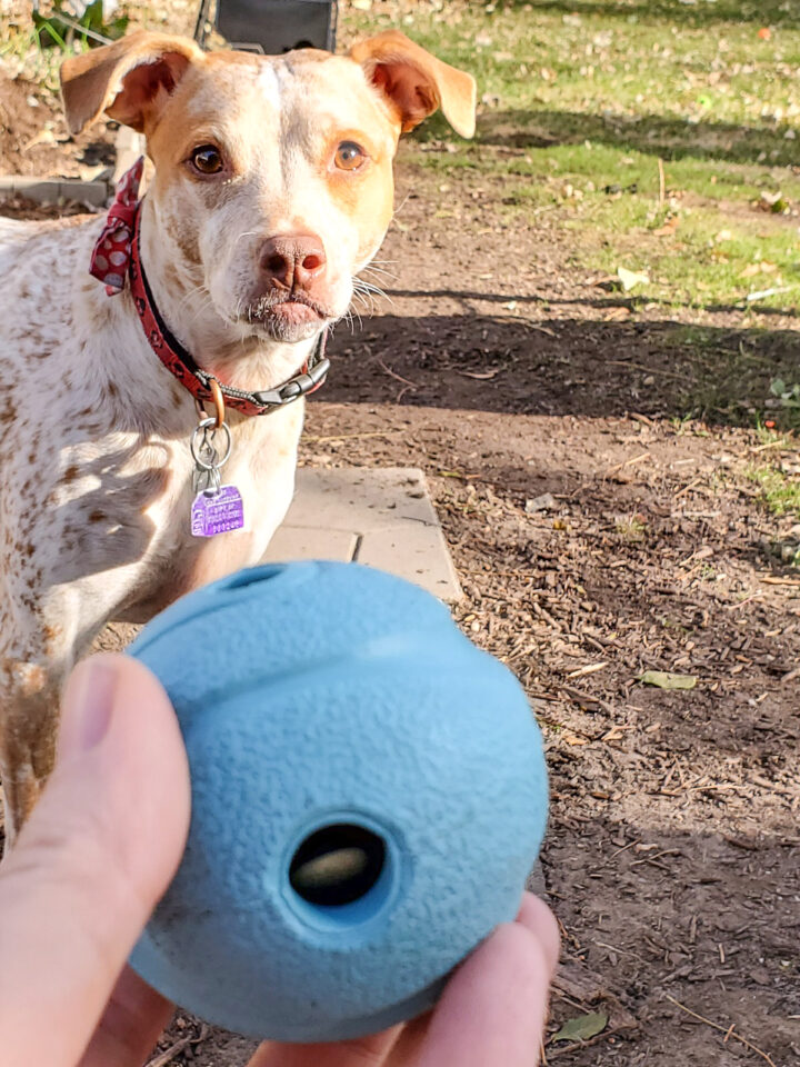 Breakfast Platter Snuffle Dog Toy